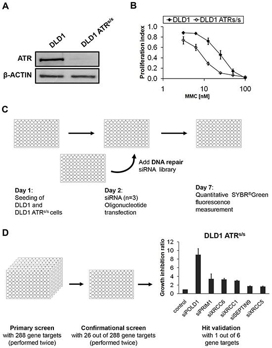 Experimental design and screening process of the siRNA library screening.