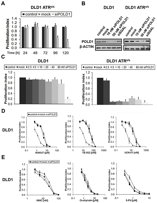 ATR-/CHK1-dependent proliferation inhibition upon POLD1 knockdown in DLD1 cancer cells.