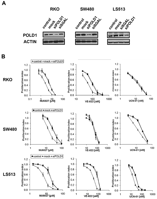 ATR-/CHK1-dependent proliferation inhibition upon POLD1 knockdown in a panel of CRC cell lines.