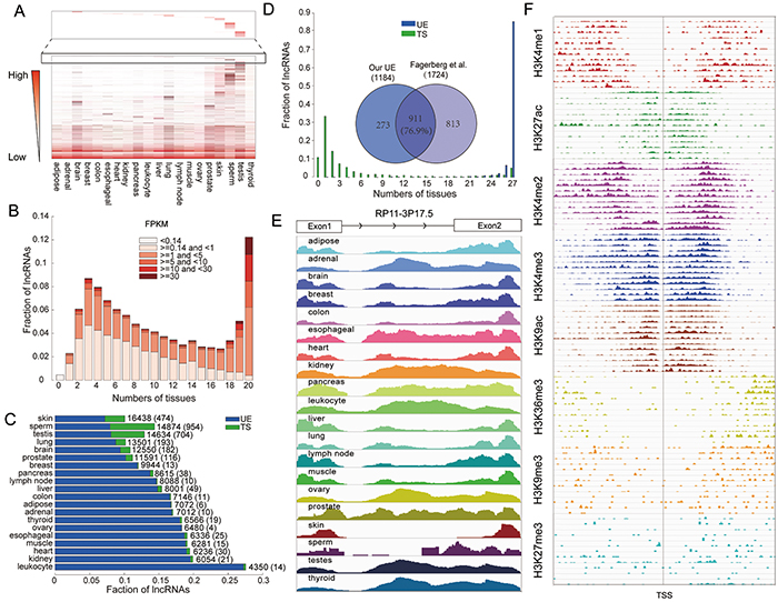 The lncRNA transcriptome exhibits both ubiquitously expressed and tissue-specific features.