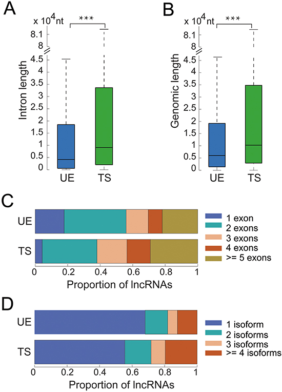 The genomic structure of UE/TS lncRNAs.