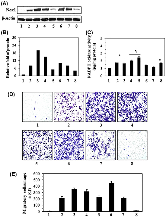 Basal level of NADPH oxidase 1 (Nox1) in normal human melanocytes (NHM) and various human melanoma cell lines and their migration ability.