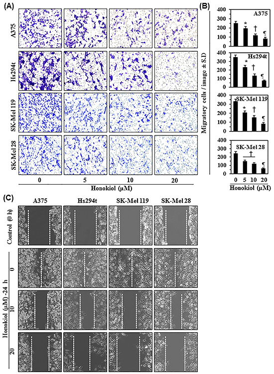 Effect of honokiol on migratory potential of melanoma cells.