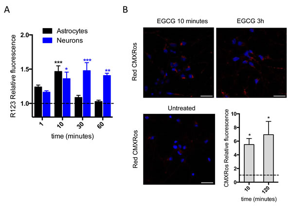 EGCG increases mitochondrial membrane potential.