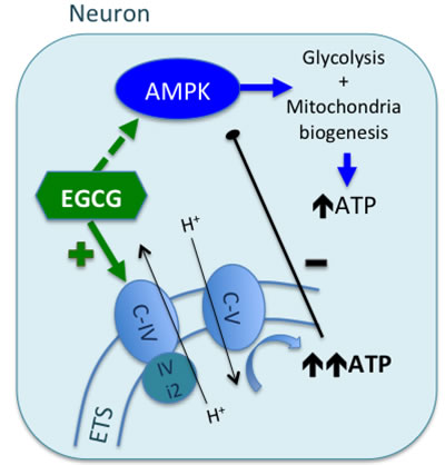 Proposed mechanism of EGCG activity in neurons.