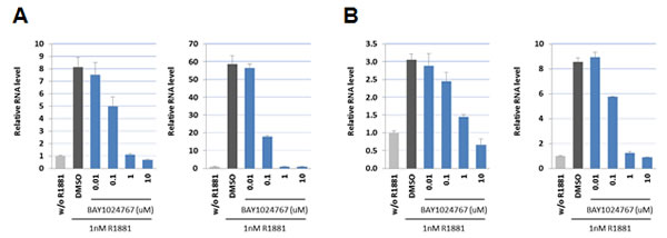 Down-regulation of androgen target genes in prostate cancer cells following BAY 1024767 treatment.