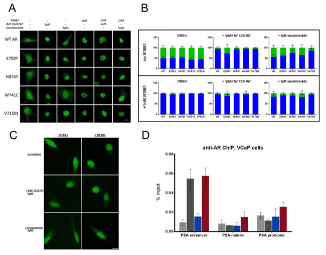 Effects of BAY 1024767 and enzalutamide on AR sub-cellular localization and chromatin binding.