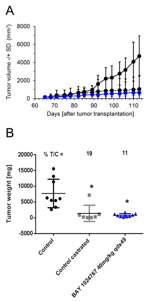 Anti-tumor efficacy of BAY 1024767 in the syngeneic Dunning rat R3327-G model.