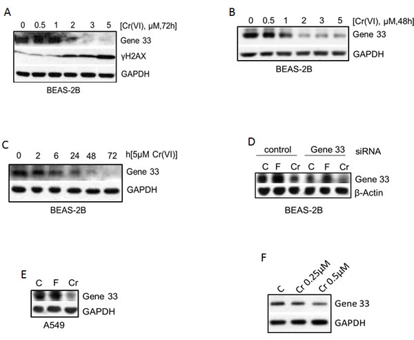 Cr(VI) suppresses the protein level of Gene 33.