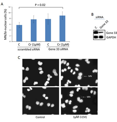 Gene 33 depletion enhances Cr(VI)-induced micronucleus formation in BEAS-2B cells.