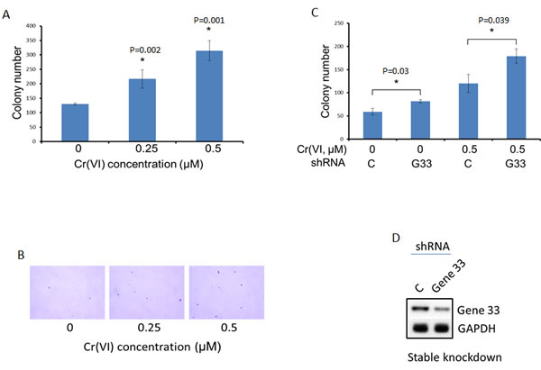 Gene 33 depletion enhances Cr(VI)-induced cell transformation in BEAS-2B cells.