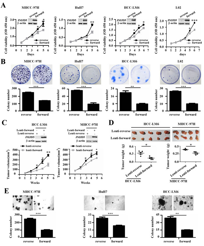 The anti-proliferative role of JMJD5 in HCC cells.