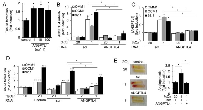 ANGPTL4 and VEGF promote the angiogenic potential of UM cells.