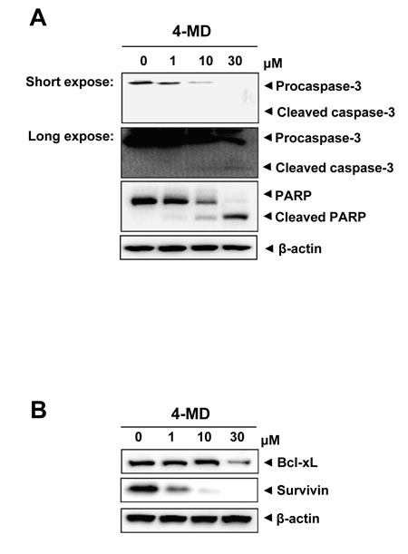 Effects of 4-MD on expression of apoptotic regulatory proteins in MG63 cells.