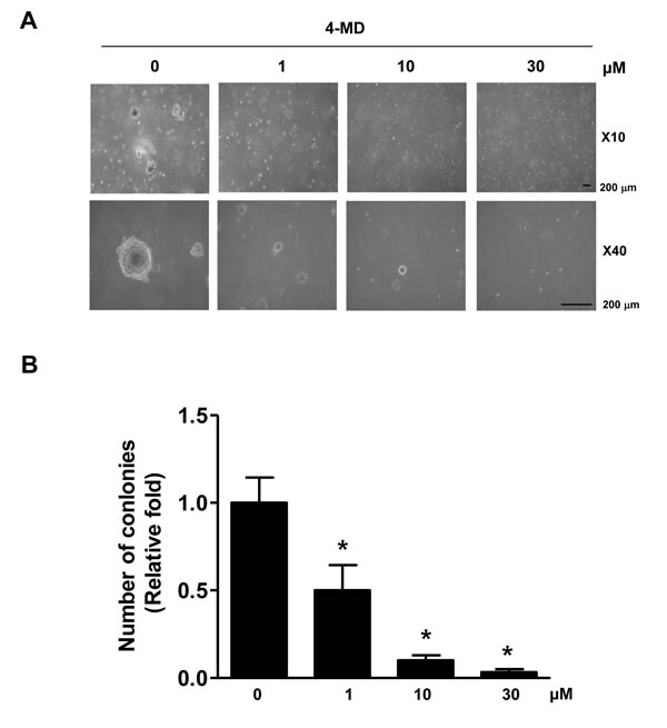 Effects of 4-MD on colony formation in MG63 cells.