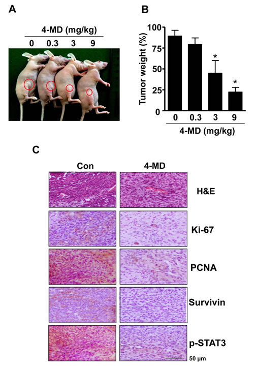 Effect of 4-MD on tumor growth in xenograft model.