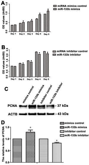 Figure 5 : The effect of miR-133b on the proliferation of human Sertoli cells.