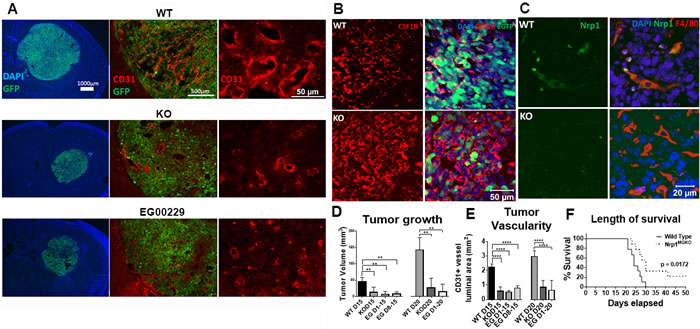 Mice lacking Nrp1 in microglia/macrophages and mice treated with an Nrp1 inhibitor exhibit impaired glioma growth.