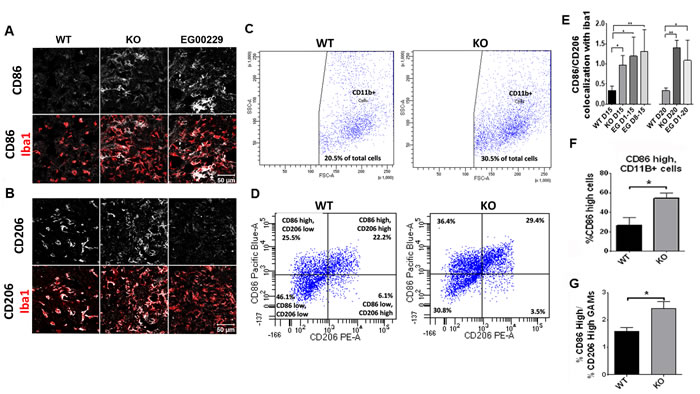 Nrp1 ablation or inhibition in microglia and macrophages alters their polarization in gliomas.
