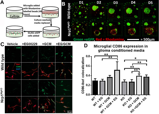 Nrp1-deficient microglia exhibit a different pattern of association and polarization in the presence of glioma-derived cells and factors.