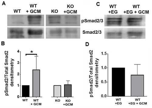 Nrp1 ablation or inhibition blocks SMAD2/3 activation in glioma-conditioned media.