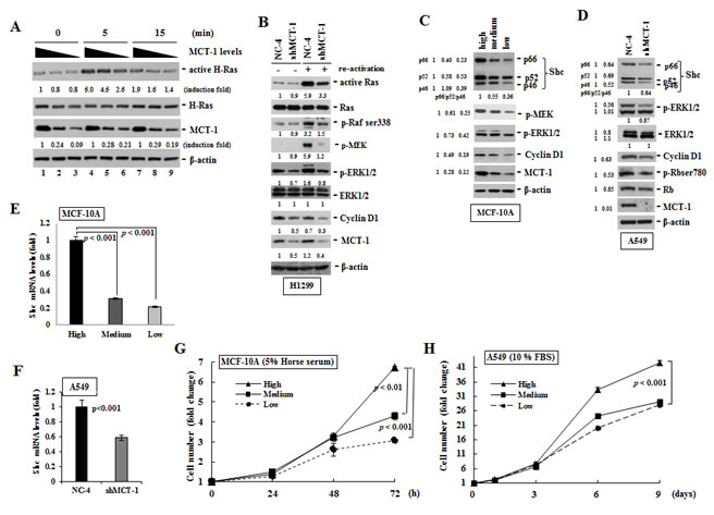 Knockdown of MCT-1 inhibits Shc-Ras-MEK-ERK signaling and cell proliferation.