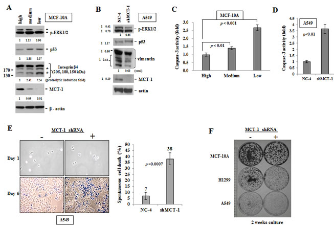 Spontaneous cell death induced by silencing of MCT-1.