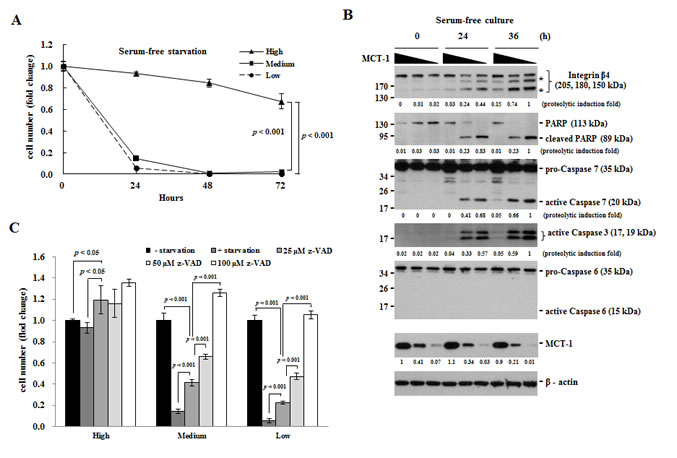 Loss of MCT-1 enhances apoptotic rate under environmental stress.