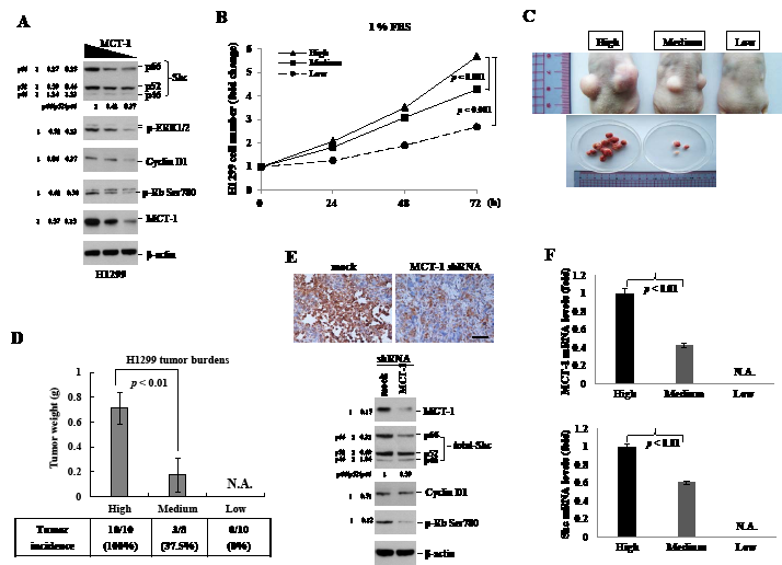 Decrease of MCT-1 protein suppresses H1299 xenograft tumorigenicity.