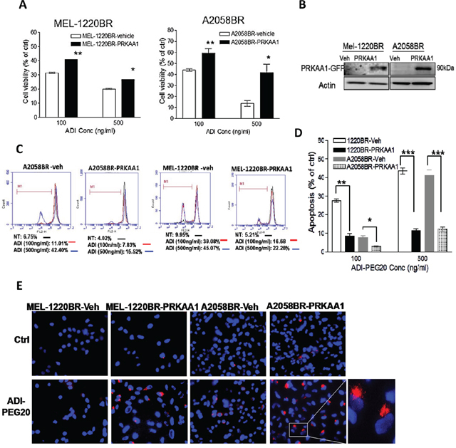Overexpression of AMPKA-&#x03B1;1 (PRKAA1) switches ADI-PEG20-induced BR cell apoptosis toward autophagy.