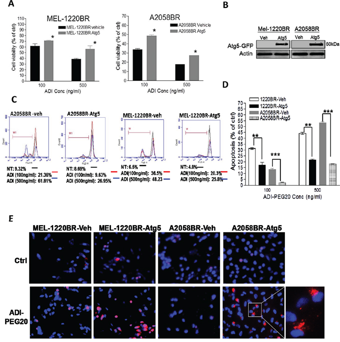 Overexpression of Atg5 also redirects ADI-PEG20-induced apoptosis toward autophagy in BR cells.