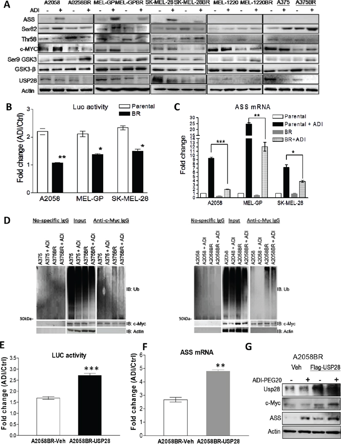 Down-regulated USP28 abrogates c-Myc-mediated ASS1 re-expression in BR cells.