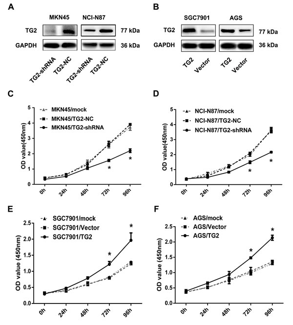 TG2 promotes GC cell proliferation.