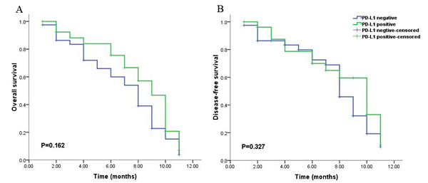 Kaplan-Meier survival analysis of PD-L1 expression and the prognosis including overall survival (A) and disease-free survival (B) for all the patients with gliomas during short-time survival or follow up.