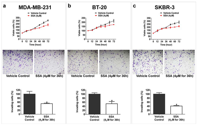 SSA inhibits breast tumor cell invasion at a sub-cytotoxic condition.
