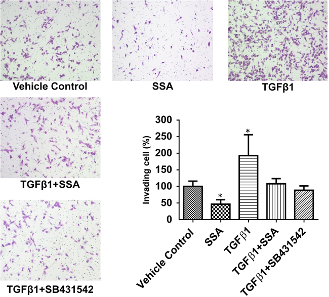 SSA attenuates the inductive effect of TGF&#x03B2;1 on invasion of MDA-MB-231 cells.