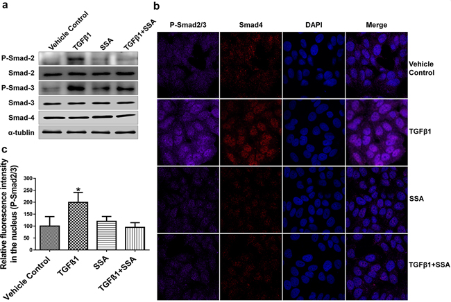 Inhibition of Smad-2/3 phosphorylation is responsible for SSA Suppression of TGF&#x03B2; signaling.