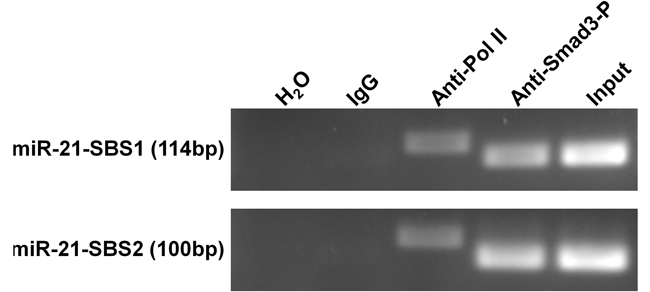 ChIP assay demonstrates the direct binding of p-Smad3 on the promoter of miR-21 gene.