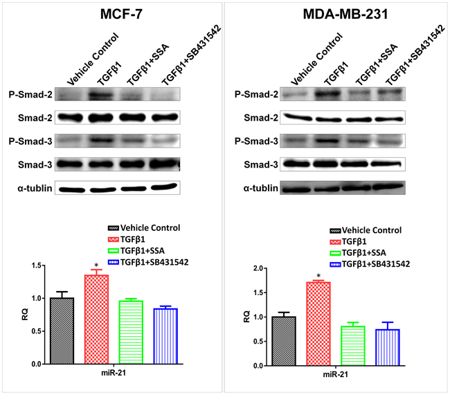Downregulation of miR-21 by SSA is through repression of the phosphorylation of Smad2/3.