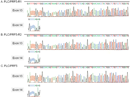 The activation segment sequence of the Raf1 gene in sorafenib-resistant cells.