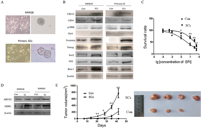 Sphere cells isolated from gastric cancer by serum free culture have the properties of CSCs.