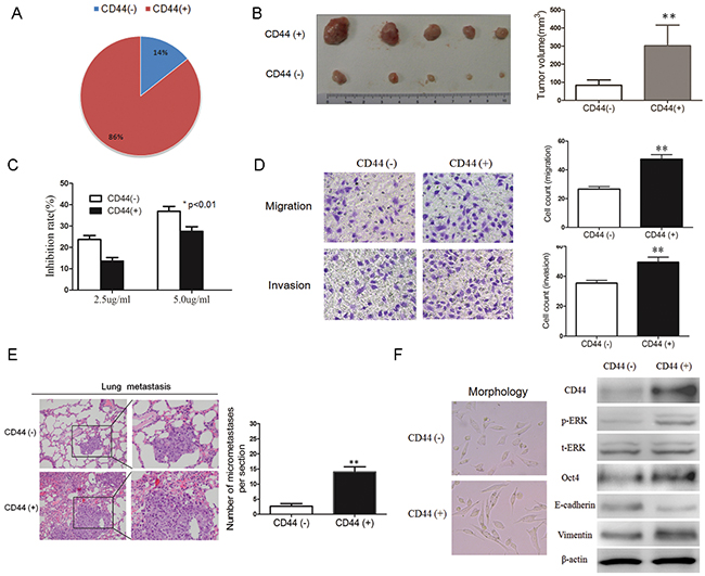 CD44-positive cancer cells have properties of CSCs.