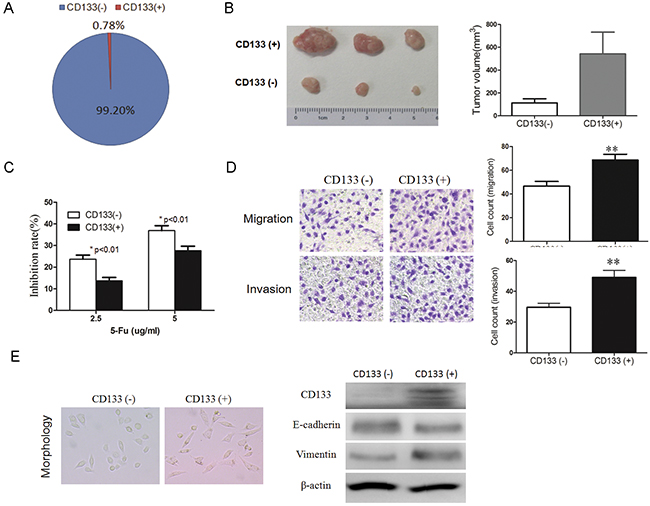 CD133-positive cancer cells have the properties of CSCs.