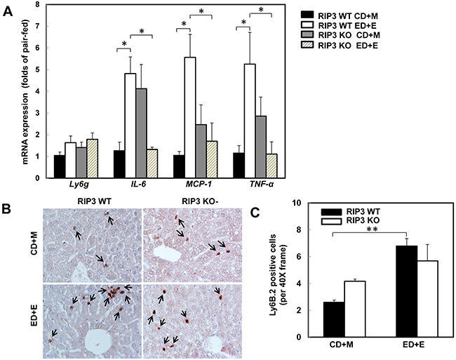 RIP3 KO mice decrease the hepatic expression of inflammatory cytokine genes but have no effects on Gao-binge alcohol-induced neutrophil infiltration.