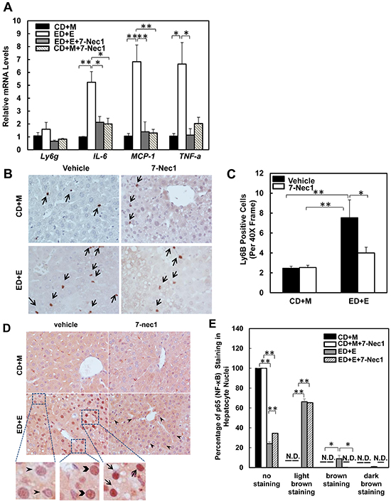 7-Nec1 decreases hepatic inflammation induced by Gao-binge alcohol treatment.