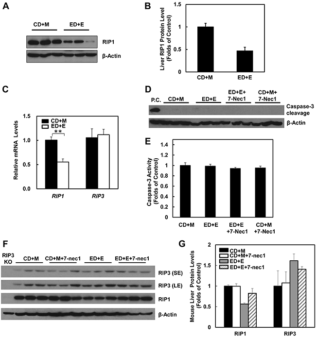 Gao-binge treatment decreases RIP1 expression and 7-Nec1 treatment does not affect RIP1 and RIP3 expression as well as caspase-3 activation.