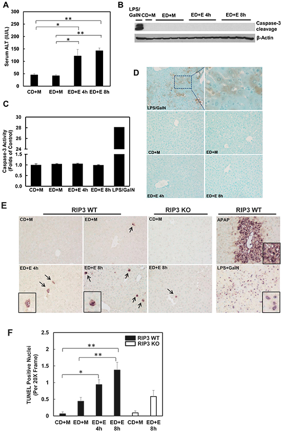 Gao-binge treatment induces necrosis but not apoptosis in mouse livers.