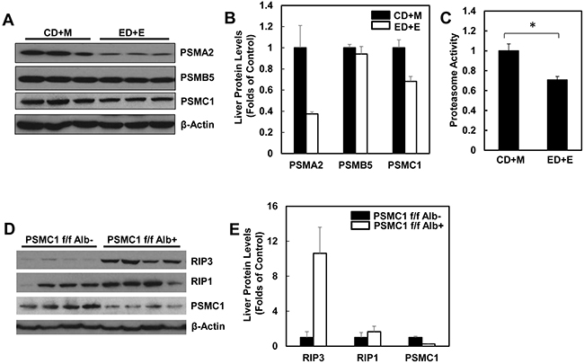 Alcohol impairs hepatic proteasome function and genetic inhibition of proteasome increases protein levels of hepatic RIP1 and RIP3.