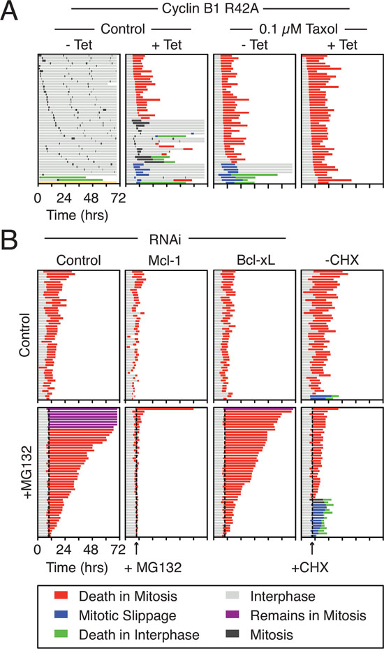 Mcl-1 is synthesized and degraded in mitosis.