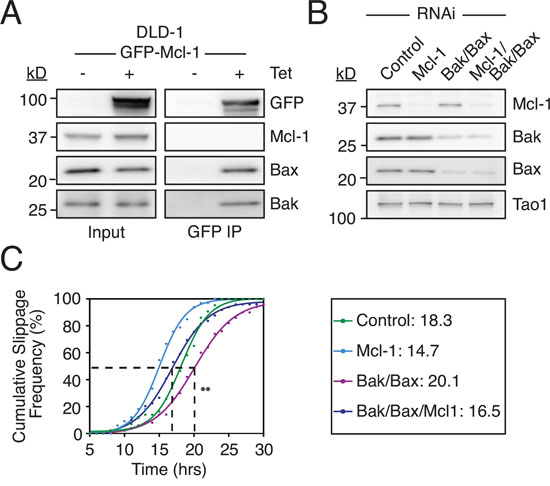Suppressing Mcl-1 rescues delayed slippage induced by Bax/Bak depletion.